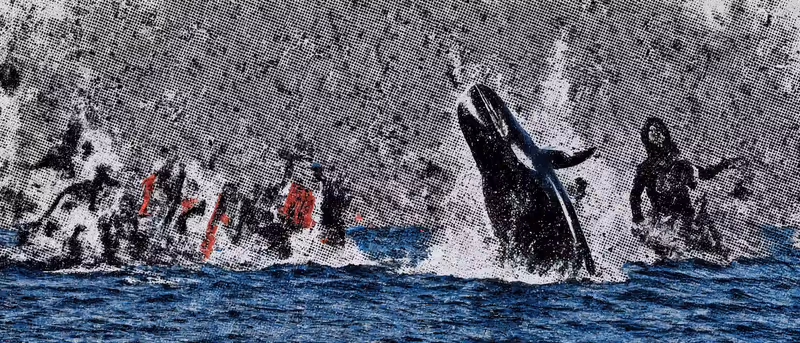 Killer Whale
