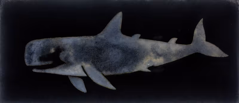 One Fish, Two Fish No. 12 (Happy Whale, Jonah)