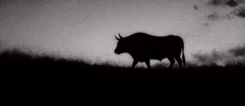 Bull