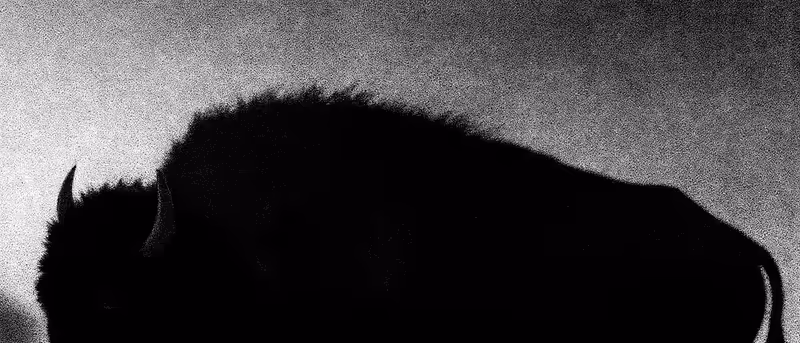 Buffalo